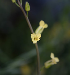 Brassica repanda