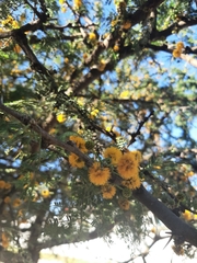 Vachellia caven