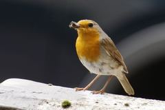 Erithacus rubecula
