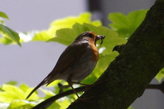 Erithacus rubecula