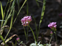 Centranthus macrosiphon