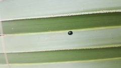 Hemisphaerota cyanea