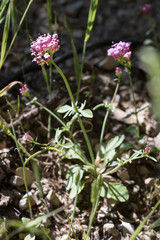 Centranthus macrosiphon