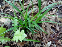 Carex sylvatica sylvatica