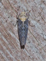 Paraphlepsius collitus