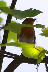 Erithacus rubecula