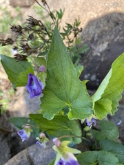 Viola novae-angliae