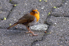 Erithacus rubecula