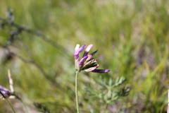 Astragalus macroceras