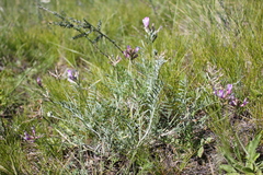 Astragalus macroceras