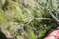 Astragalus macroceras