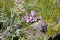 Astragalus macroceras