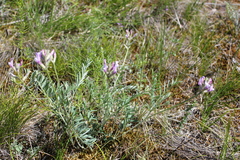 Astragalus macroceras