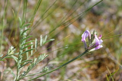 Astragalus macroceras