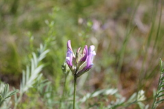 Astragalus macroceras