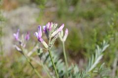 Astragalus macroceras