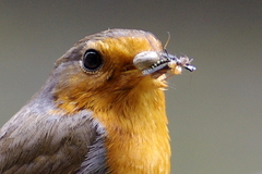 Erithacus rubecula