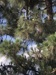 Pinus canariensis