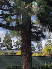 Pinus canariensis
