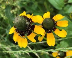 Rudbeckia amplexicaulis