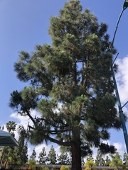 Pinus canariensis