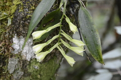 Rodriguezia granadensis