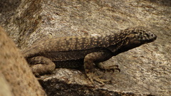 Microlophus atacamensis