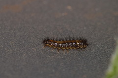 Euplagia quadripunctaria