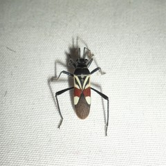 Theraneis neotropicalis