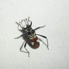 Theraneis neotropicalis