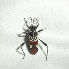 Theraneis neotropicalis