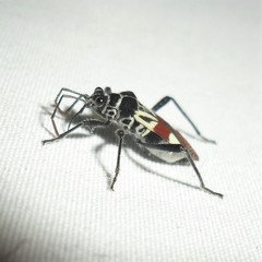 Theraneis neotropicalis