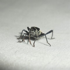 Theraneis neotropicalis