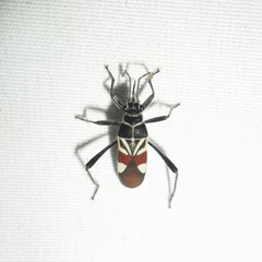 Theraneis neotropicalis