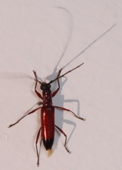 Thoracibidion terminatum