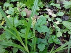 Carex sylvatica sylvatica