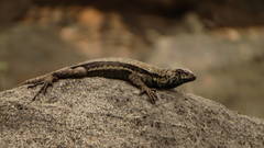 Microlophus atacamensis