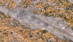 Loricariidae