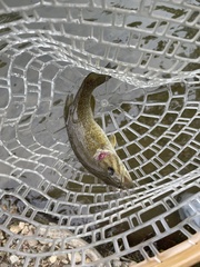 Micropterus dolomieu