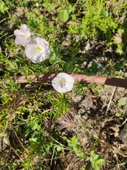 Convolvulus arvensis