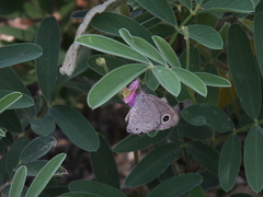 Ypthima asterope asterope