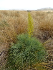 Aciphylla glaucescens