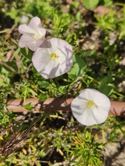 Convolvulus arvensis