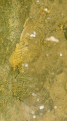 Ancistrus luzia