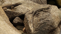 Microlophus atacamensis