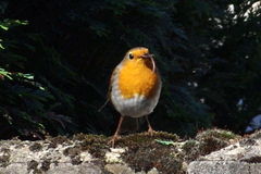 Erithacus rubecula