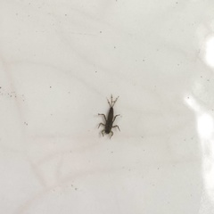 Leptophlebiidae