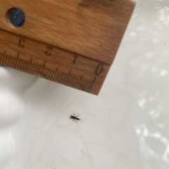 Leptophlebiidae