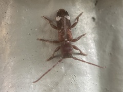 Psenocerus supernotatus