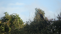 Guira guira